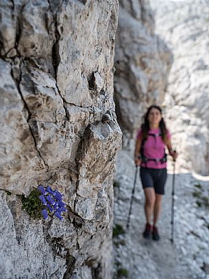 Trekking from the Celsio Gilberti Refuge, along the Bila Peč botanical path and further along the path that leads to the Marussic bivouac, on the suggestive karst plateau of Foran dal Mus. Prealpi Giulie Natural Park, MAB Unesco.
The park's endemic Zois bellflower in the foreground.