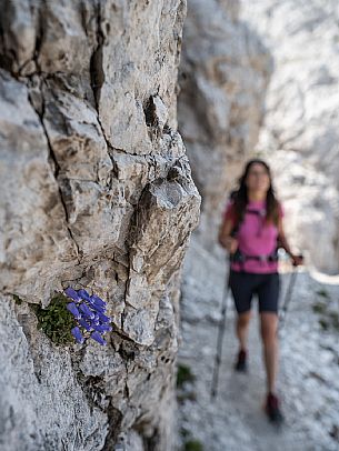 Trekking from the Celsio Gilberti Refuge, along the Bila Peč botanical path and further along the path that leads to the Marussic bivouac, on the suggestive karst plateau of Foran dal Mus. Prealpi Giulie Natural Park, MAB Unesco.
The park's endemic Zois bellflower in the foreground.