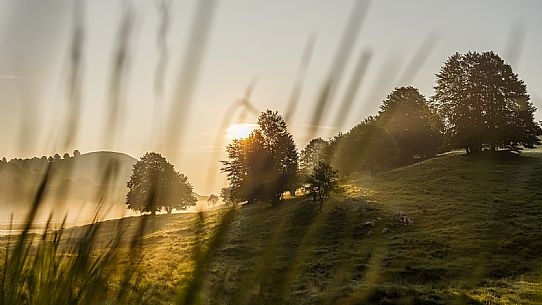 Cultivation of Arnica montana in Piancavallo. Aviano