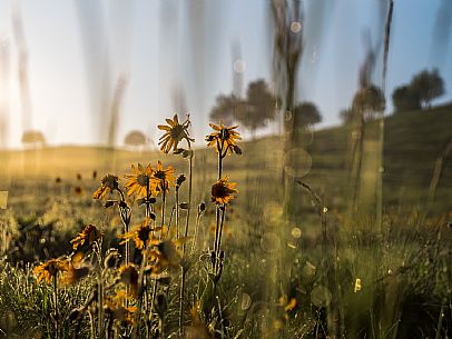 Cultivation of Arnica montana in Piancavallo. Aviano