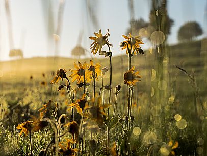 Cultivation of Arnica montana in Piancavallo. Aviano