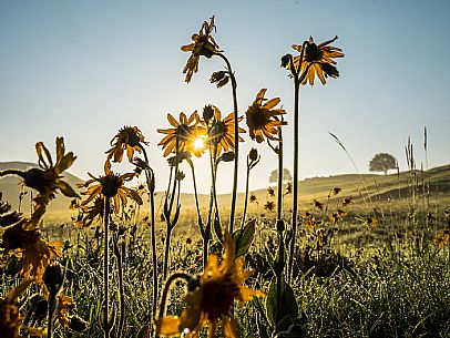 Cultivation of Arnica montana in Piancavallo. Aviano