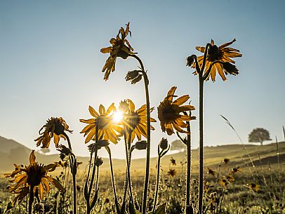 Cultivation of Arnica montana in Piancavallo. Aviano