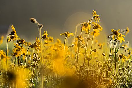 Cultivation of Arnica montana in Piancavallo. Aviano