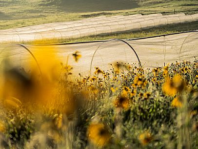 Cultivation of Arnica montana in Piancavallo. Aviano