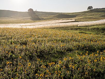 Cultivation of Arnica montana in Piancavallo. Aviano