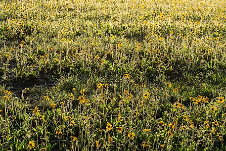 Cultivation of Arnica montana in Piancavallo. Aviano