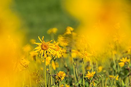 Cultivation of Arnica montana in Piancavallo. Aviano