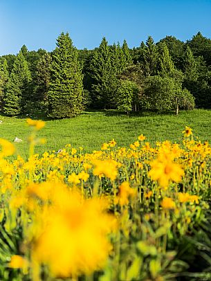 Cultivation of Arnica montana in Piancavallo. Aviano