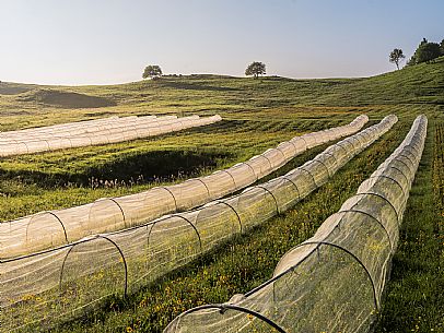 Cultivation of Arnica montana in Piancavallo. Aviano