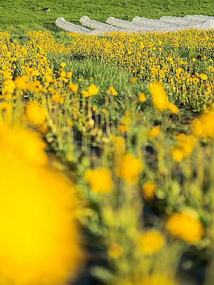 Cultivation of Arnica montana in Piancavallo. Aviano