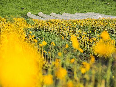 Cultivation of Arnica montana in Piancavallo. Aviano