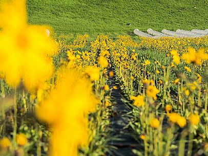 Cultivation of Arnica montana in Piancavallo. Aviano