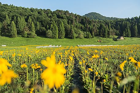 Cultivation of Arnica montana in Piancavallo. Aviano