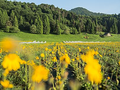 Cultivation of Arnica montana in Piancavallo. Aviano