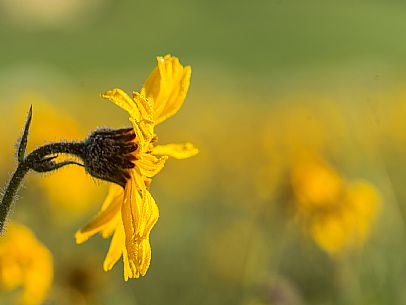 Cultivation of Arnica montana in Piancavallo. Aviano