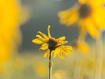 Cultivation of Arnica montana in Piancavallo. Aviano