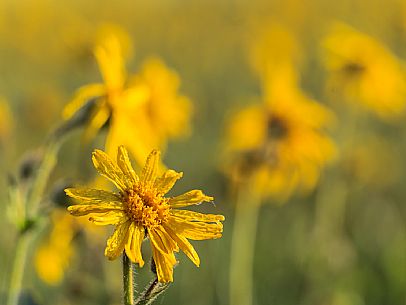 Cultivation of Arnica montana in Piancavallo. Aviano