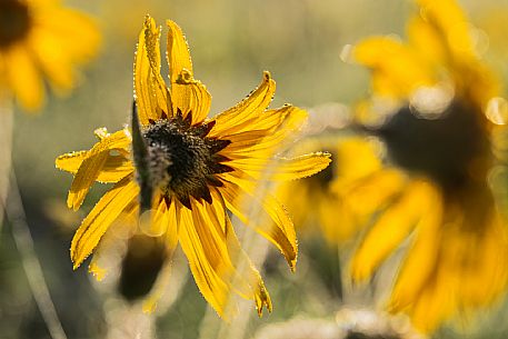 Cultivation of Arnica montana in Piancavallo. Aviano