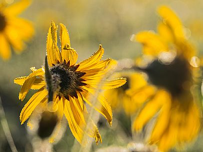 Cultivation of Arnica montana in Piancavallo. Aviano