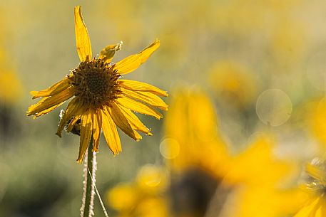 Cultivation of Arnica montana in Piancavallo. Aviano