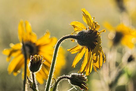 Cultivation of Arnica montana in Piancavallo. Aviano