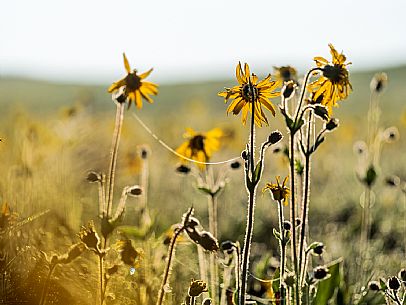 Cultivation of Arnica montana in Piancavallo. Aviano