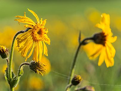 Cultivation of Arnica montana in Piancavallo. Aviano