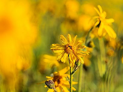 Cultivation of Arnica montana in Piancavallo. Aviano