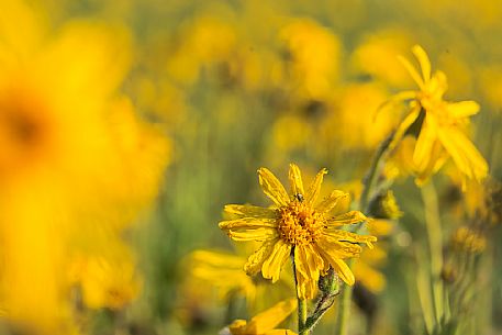 Cultivation of Arnica montana in Piancavallo. Aviano