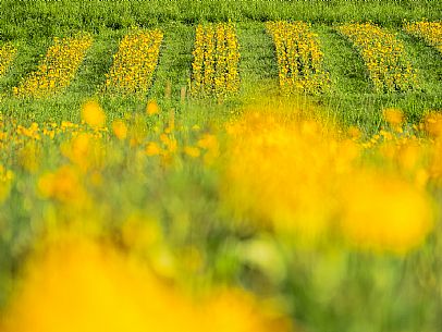 Cultivation of Arnica montana in Piancavallo. Aviano