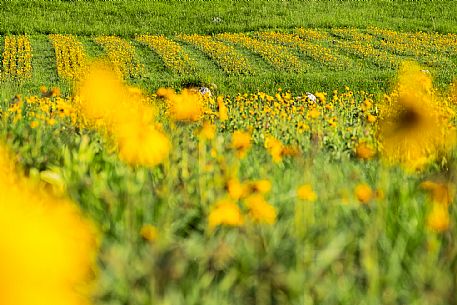 Cultivation of Arnica montana in Piancavallo. Aviano