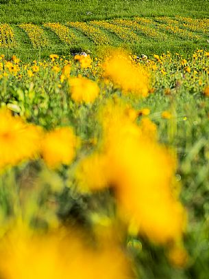 Cultivation of Arnica montana in Piancavallo. Aviano