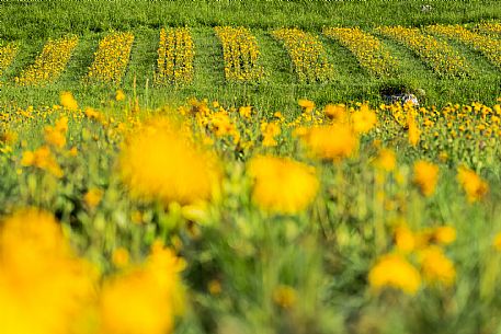 Cultivation of Arnica montana in Piancavallo. Aviano