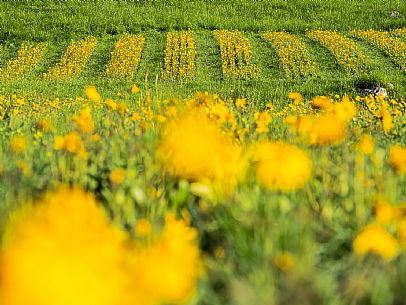 Cultivation of Arnica montana in Piancavallo. Aviano