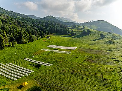 Cultivation of Arnica montana in Piancavallo. Aviano