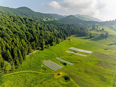 Cultivation of Arnica montana in Piancavallo. Aviano