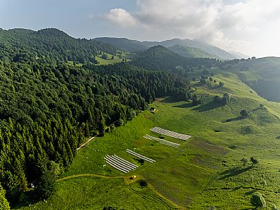 Cultivation of Arnica montana in Piancavallo. Aviano