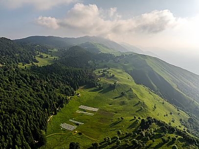 Cultivation of Arnica montana in Piancavallo. Aviano