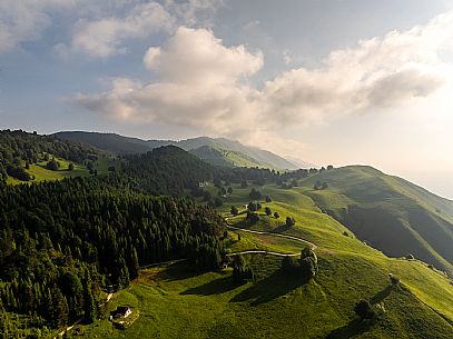 Cultivation of Arnica montana in Piancavallo. Aviano