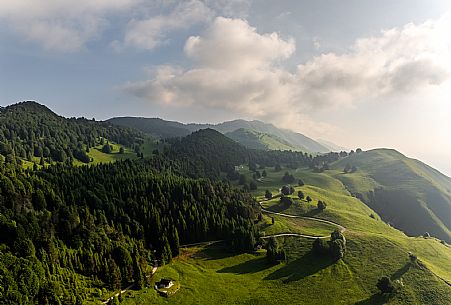 Cultivation of Arnica montana in Piancavallo. Aviano