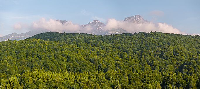 Cultivation of Arnica montana in Piancavallo. Aviano