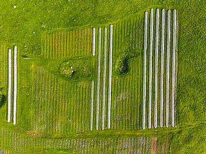 Cultivation of Arnica montana in Piancavallo. Aviano