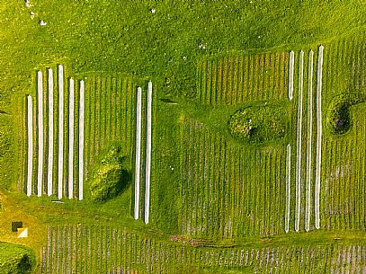 Cultivation of Arnica montana in Piancavallo. Aviano