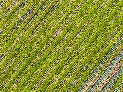 Cultivation of Arnica montana in Piancavallo. Aviano