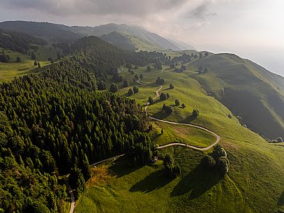 Cultivation of Arnica montana in Piancavallo. Aviano