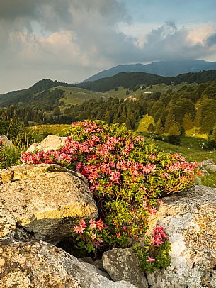 Pastures in Piancavallo, Collalto, Aviano.
