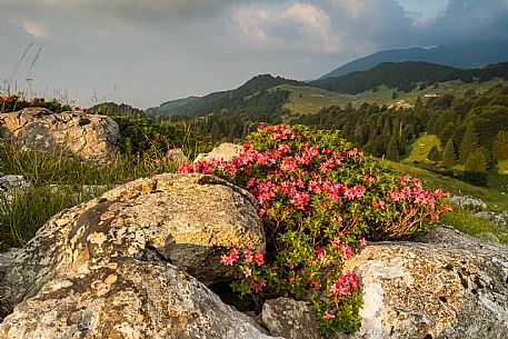 Pastures in Piancavallo, Collalto, Aviano.
