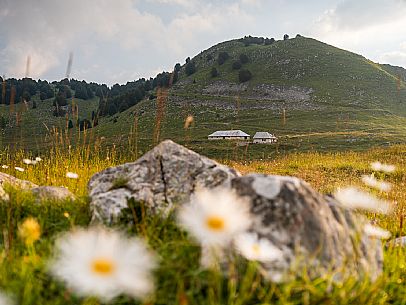 Pastures in Piancavallo, Collalto, Aviano.
