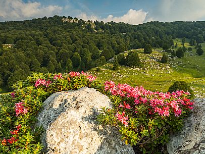 Pastures in Piancavallo, Collalto, Aviano.
